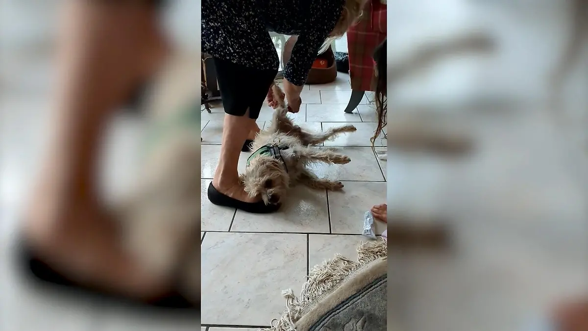 Fremder Hund bij Giselas Sam tot Frau sucht den Besitzer