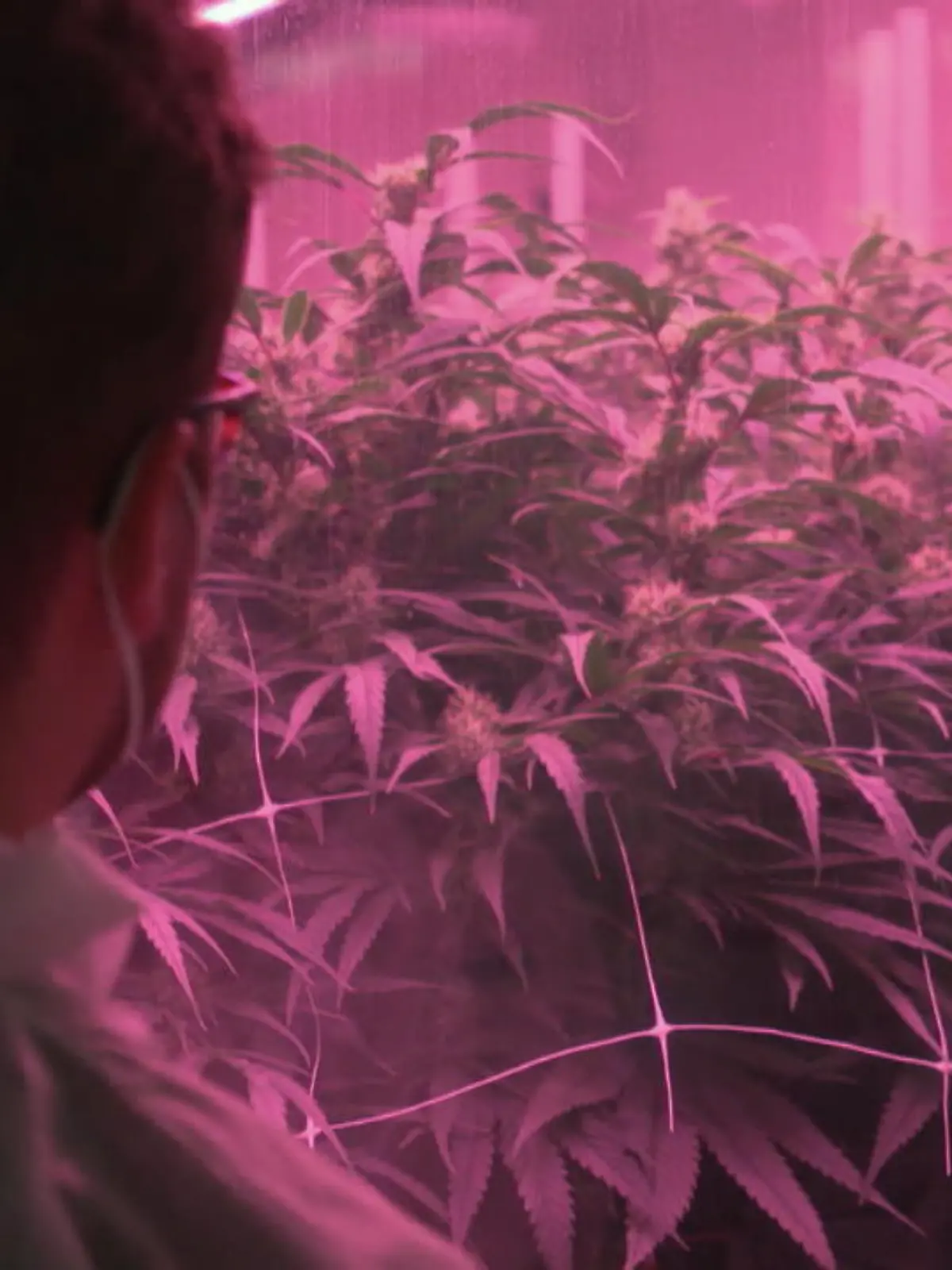 Bild zu: "Hier wächst medizinisches Cannabis"