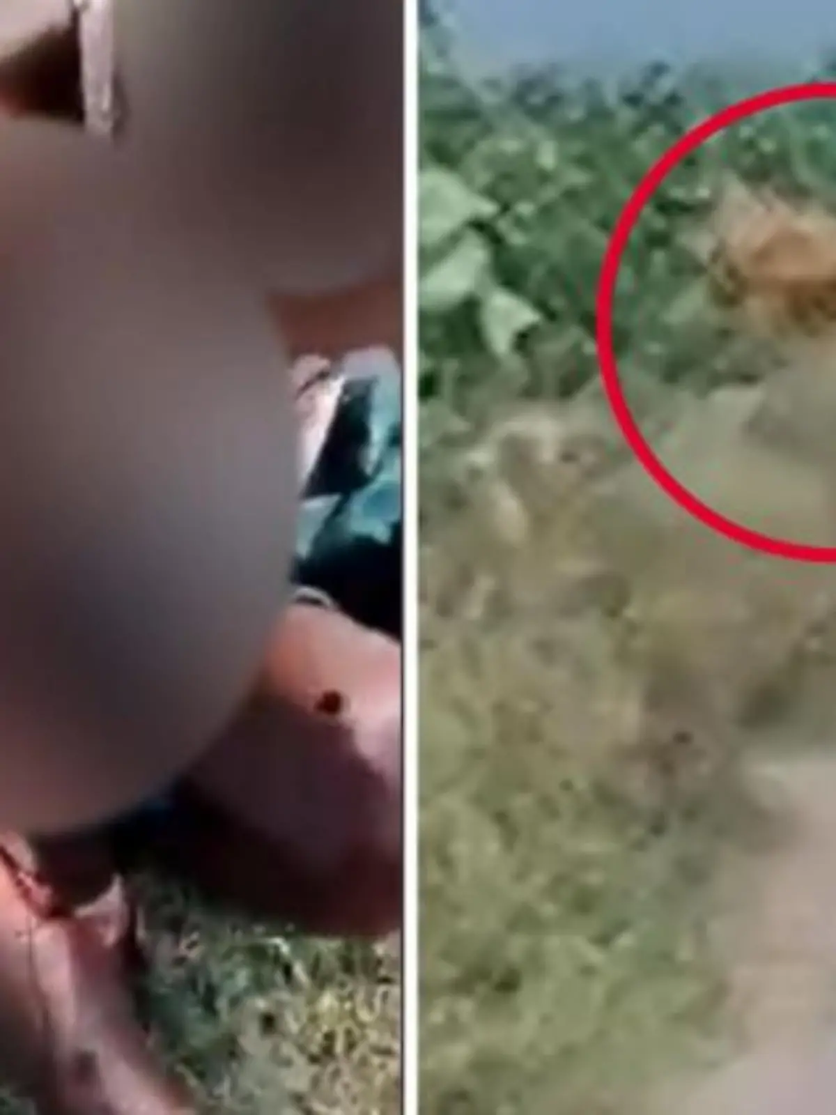 Panik beim Pinkeln! Ausgerechnet beim Verrichten der Notdurft geriet ein Mann im nordindischen Bundesstaat Uttar Pradesh in Not. Er wurde von einem Tiger angegriffen und schwer verletzt. 