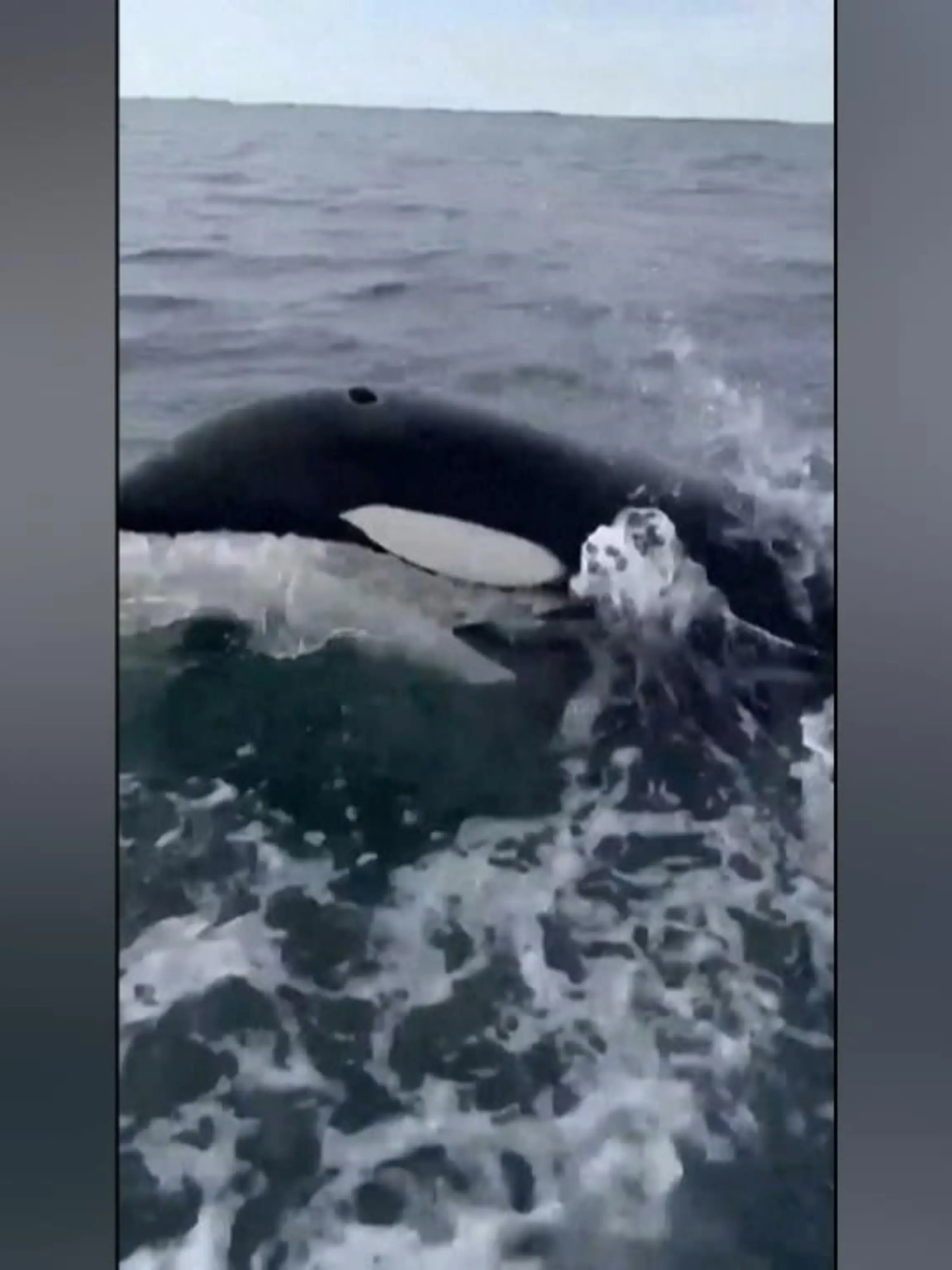 Eigentlich kommen Orcas in den Gewässern vor Dänemark eher selten vor. Dass gleich fünf Tiere ein Fischerboot verfolgen ist deshalb eine echt Seltenheit. Die Besatzung des Schiffs hat die spektakulären Szenen mit Handyaufnahmen festgehalten.
