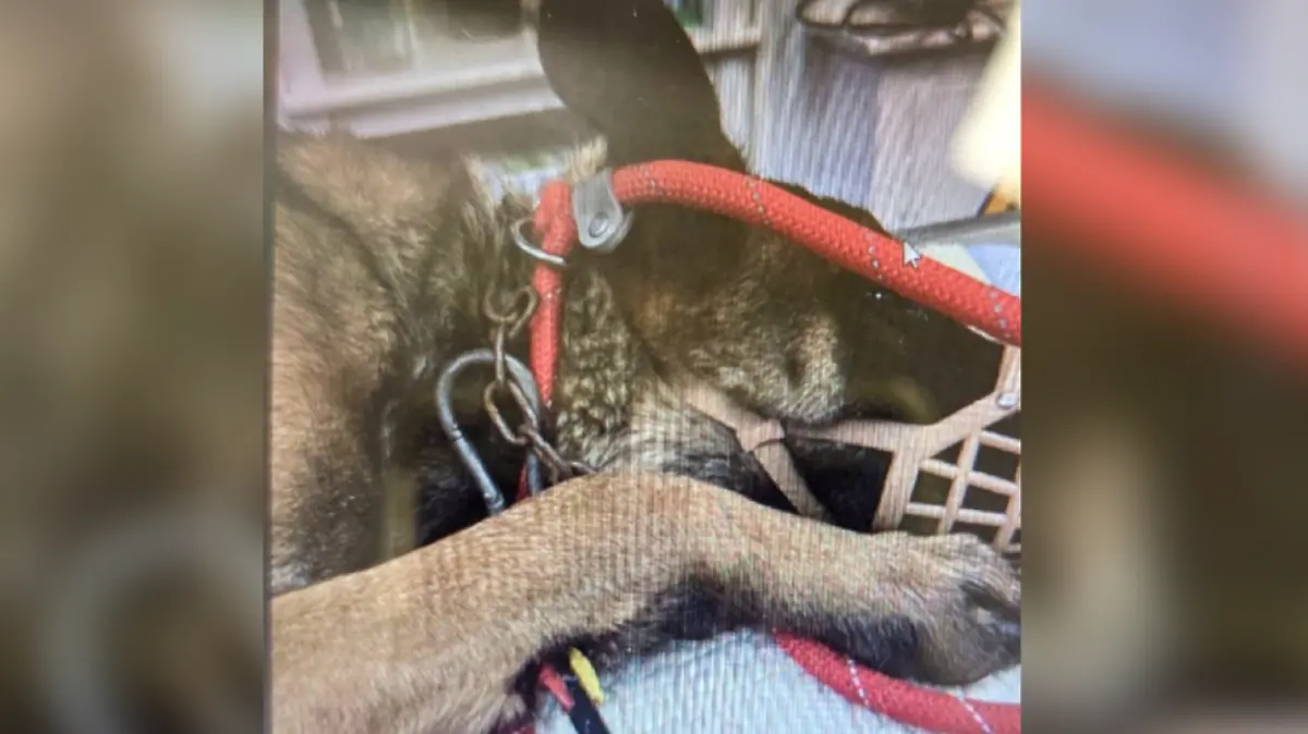 Nala muss beim Tierarzt behandelt werden.
