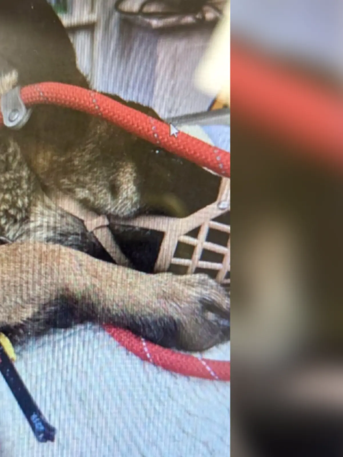 Nala muss beim Tierarzt behandelt werden.