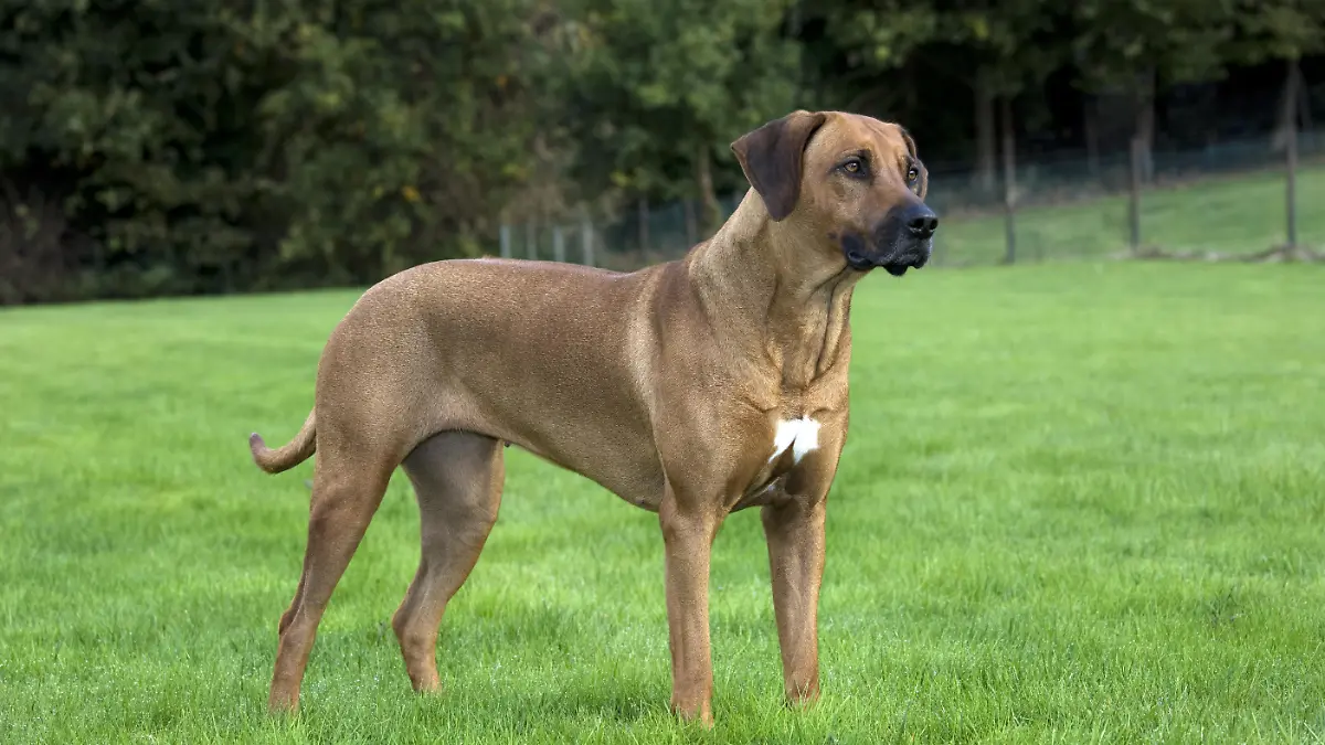 epi_222531692_DPA PA__Hundebiss Rhodesian .jpg