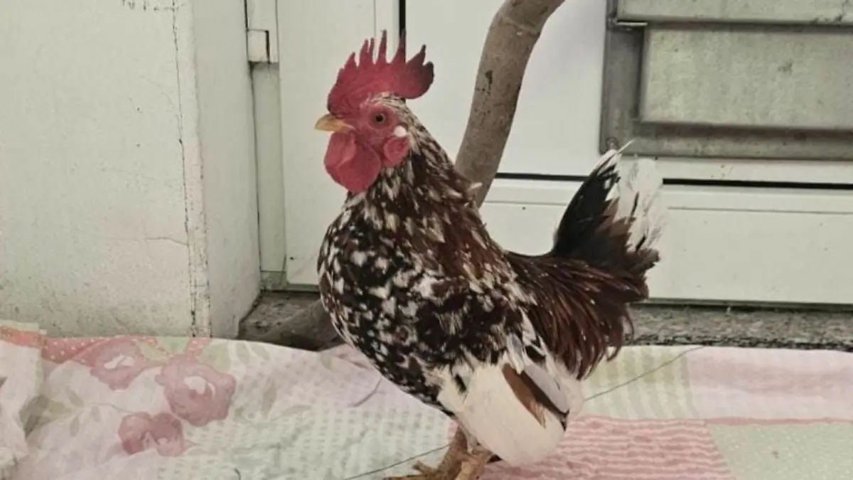 Hahn Horst aus dem Tierheim Hannover sucht ein neues Zuhause.
