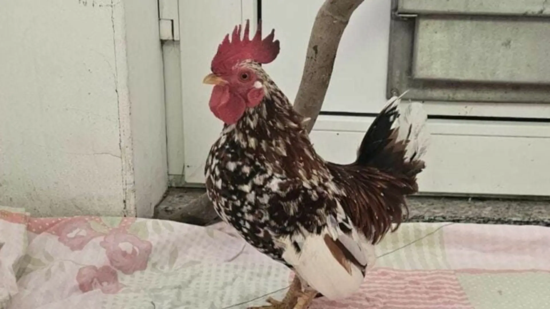 Hahn Horst aus dem Tierheim Hannover sucht ein neues Zuhause.