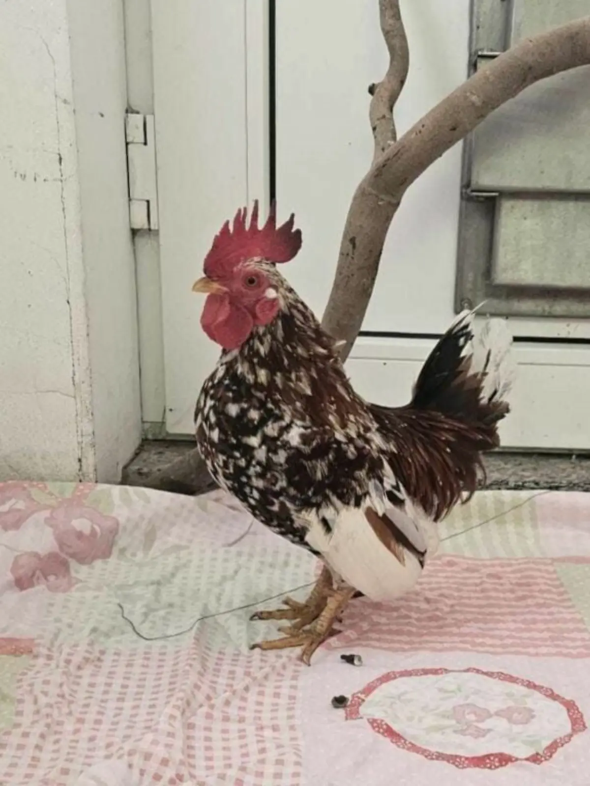 Hahn Horst aus dem Tierheim Hannover sucht ein neues Zuhause.