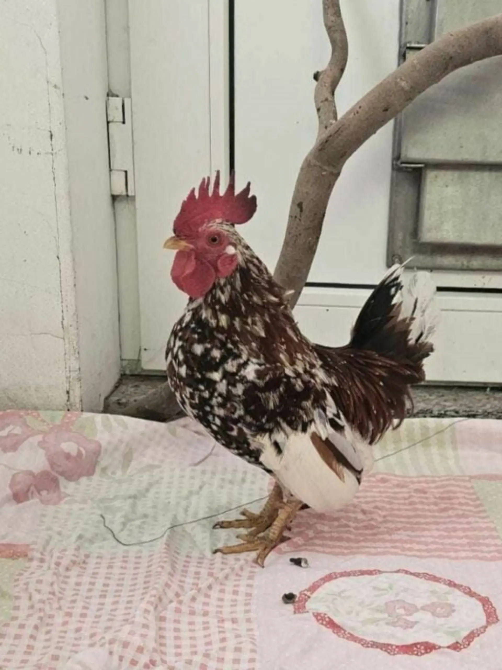 Hahn Horst aus dem Tierheim Hannover sucht ein neues Zuhause.