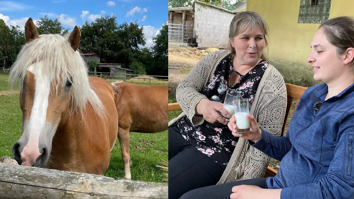 Stutenmilch: Dus läuft das Melken ab Wie die Tiere reagieren