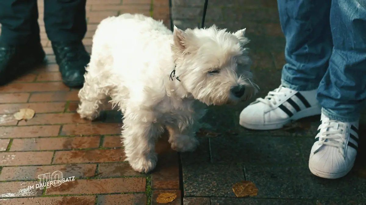 Ein tierischer Einsatz für Paul und Sarah Ein entlaufener Hund