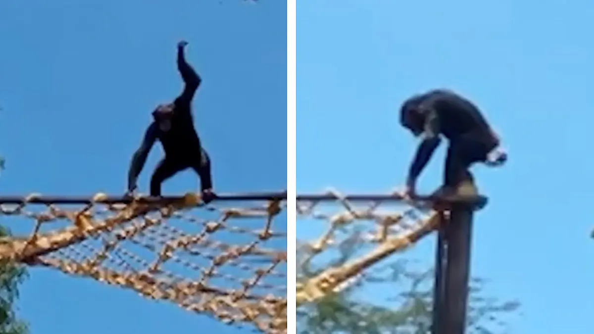 Schimpanse findet Zoobesucher richtig kacke Achtung, Aa im Anflug!