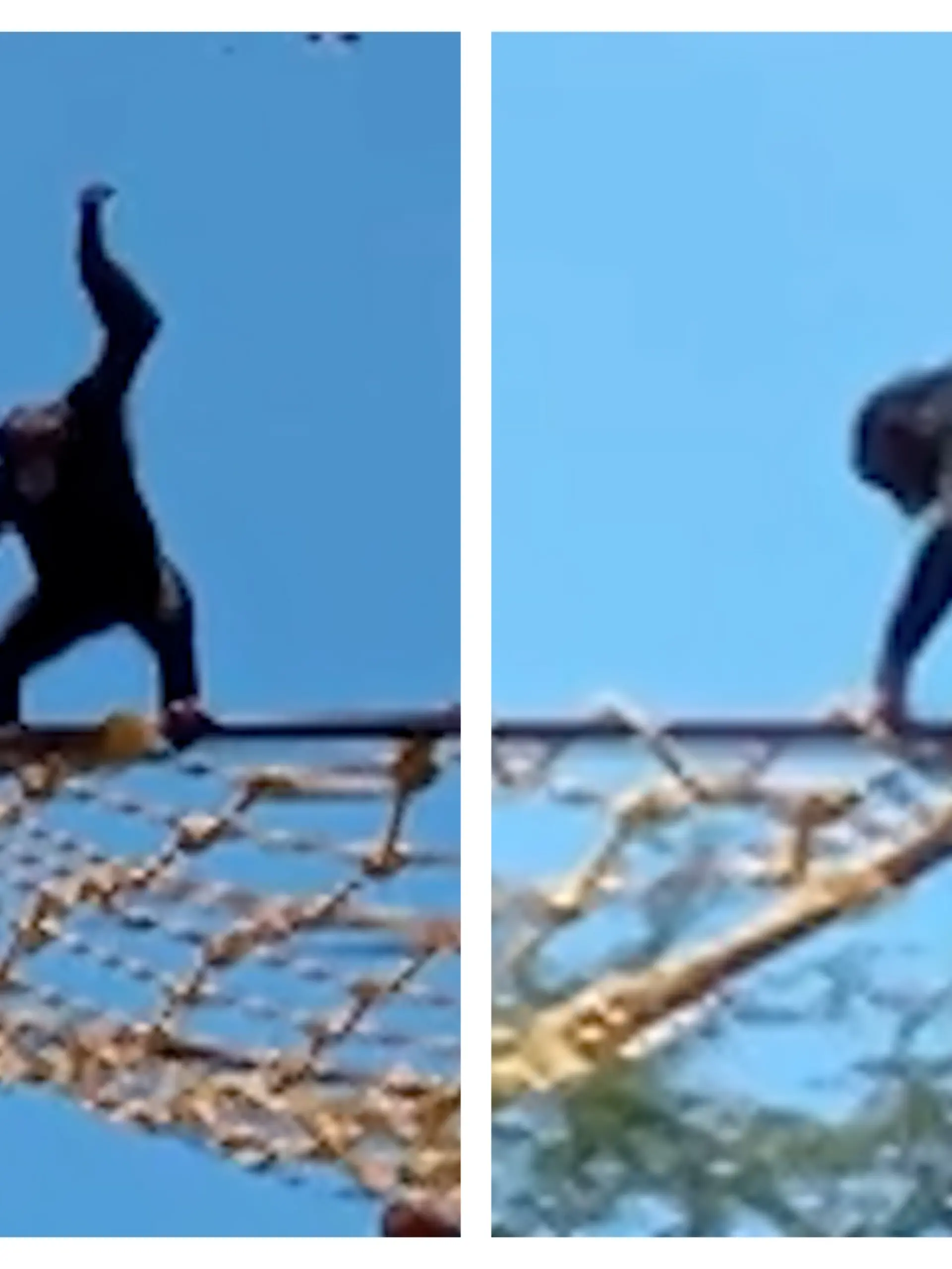 Achtung, A-a im Anflug! Schimpanse findet Zoobesucher richtig kacke