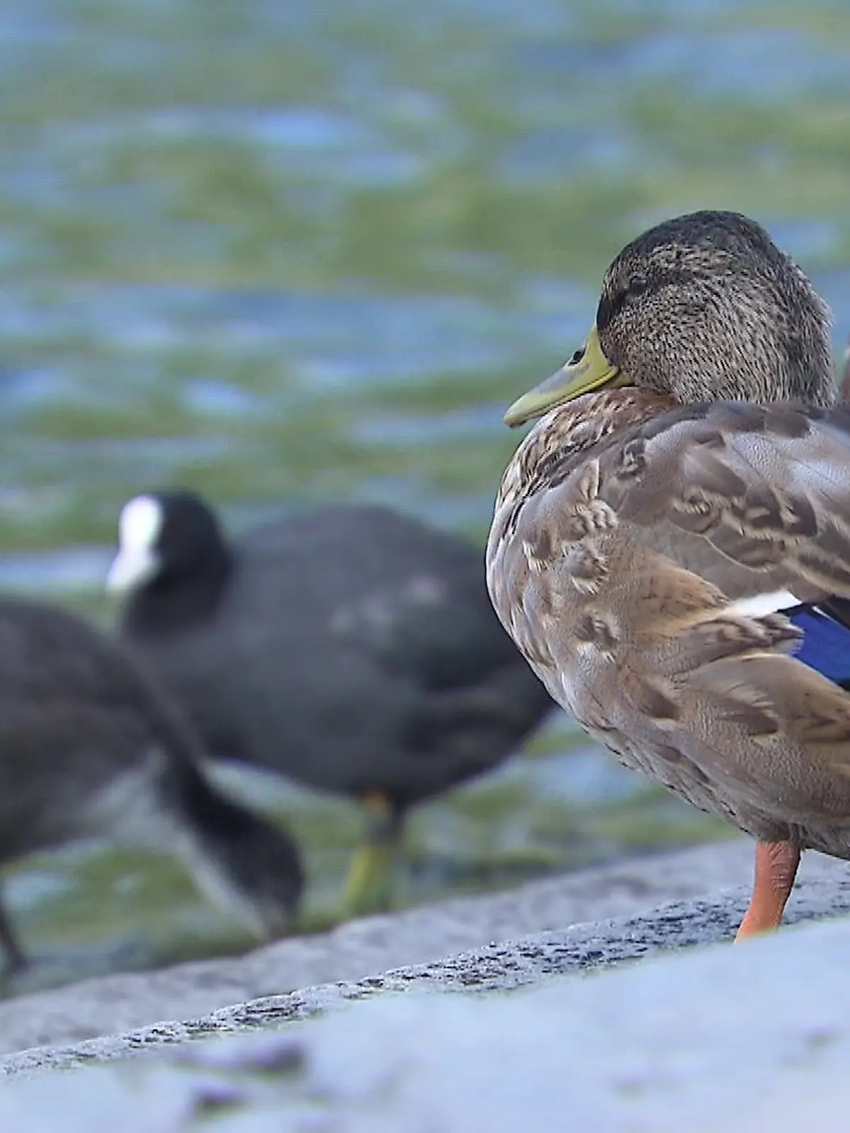 Bild zu: "Enten-Massensterben! Das steckt dahinter"