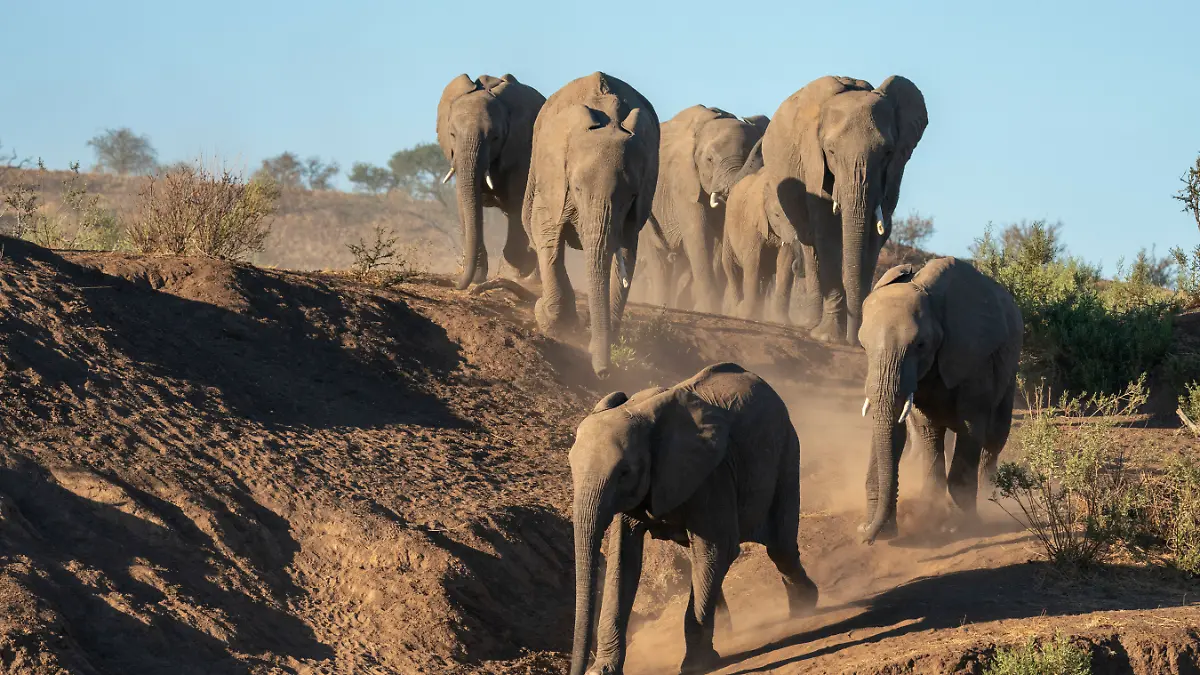 Elefanten in Botswana