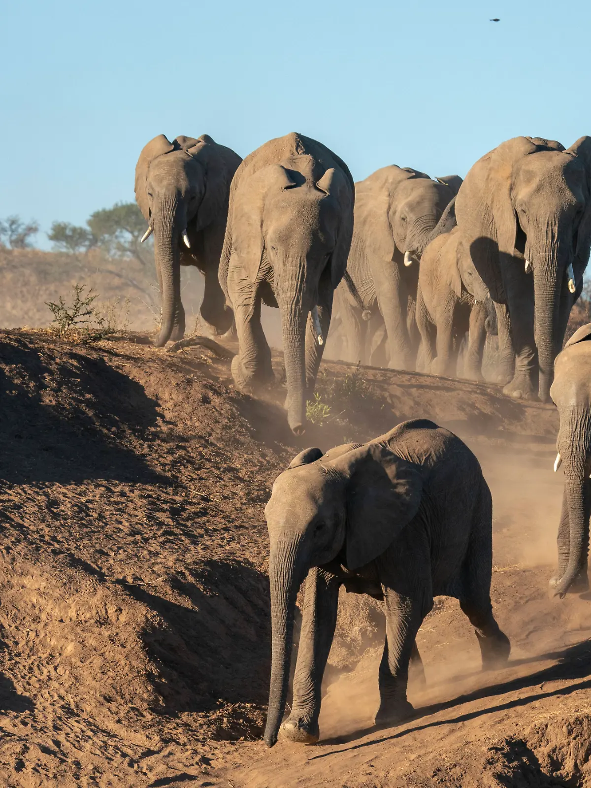 Bild zu: "Botswana will 20.000 Elefanten töten lassen, weil Deutschland sie nicht nimmt"