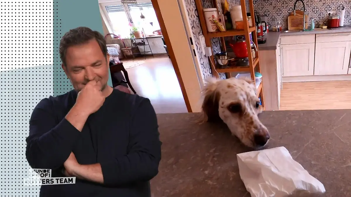 Setterhündin Wanda findet alles Chaos in der Küche