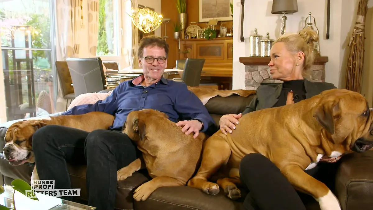 Continental Bulldogge rastet draußen aus Kraftpaket Enzo