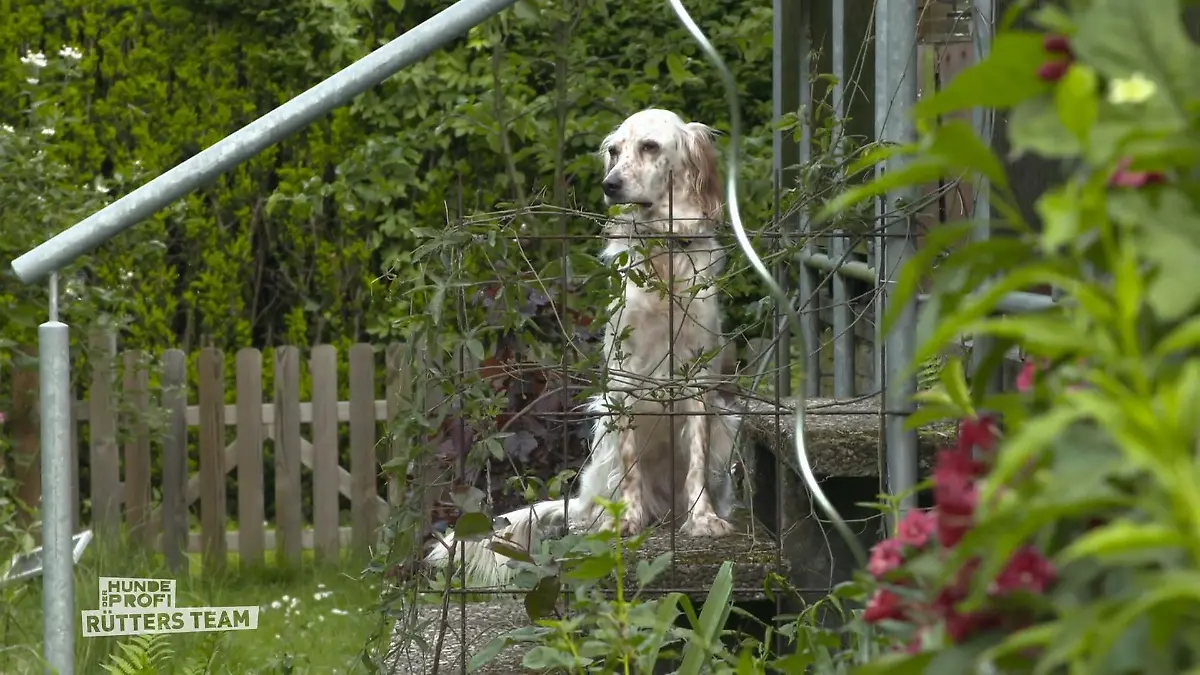 War das Training mit Wanda erfolgreich? Fünf Wochen später