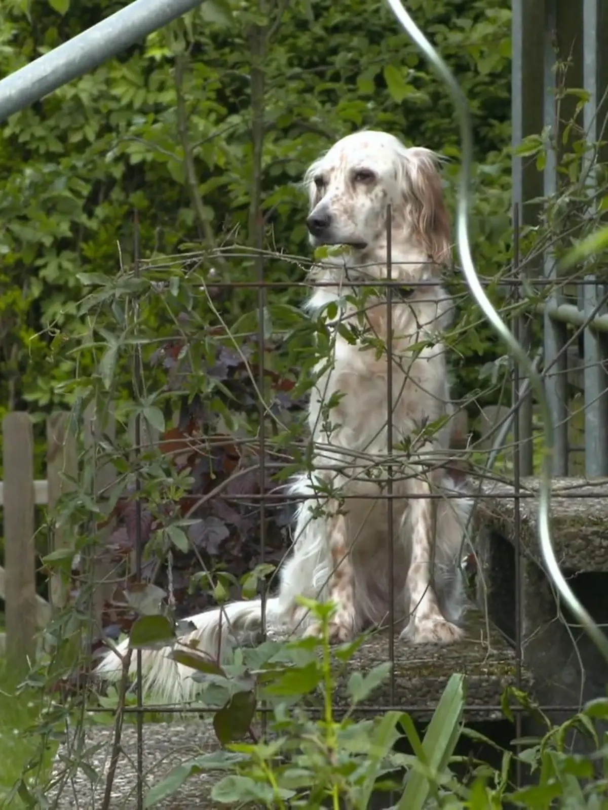 Bild zu: "War das Training mit Wanda erfolgreich?"