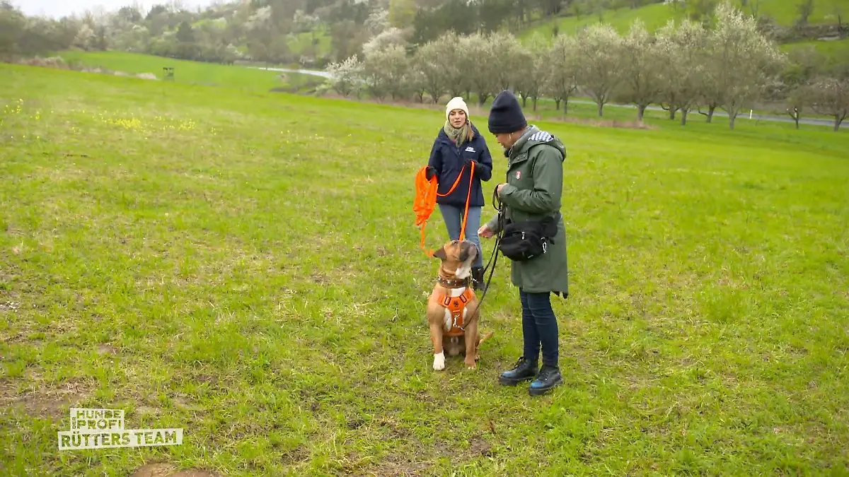 Hundetrainerin Sophie zurück bei Enzo Hat er Fortschritte gemacht?