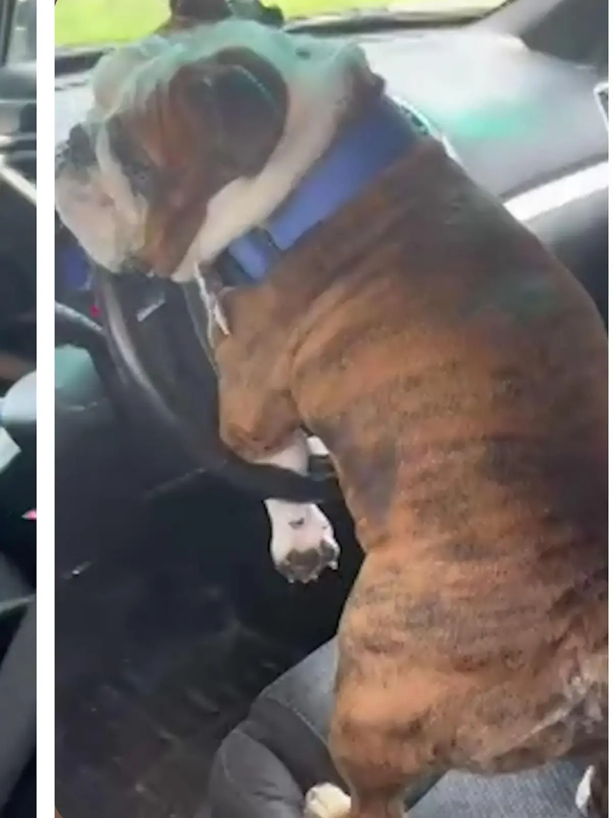 Endlich hat Hund Winston das Auto mal ganz für sich allein - und kann in aller Ruhe das Lenkrad rammeln. Wobei das mit der Ruhe in diesem Fall nicht so ganz stimmt. Winston trifft nämlich nicht nur das Lenkrad - sondern auch die Hupe. Das ruft natürlich Herrchen auf den Plan. Wie Winston auf diese Störung reagiert, zeigen wir im Video.