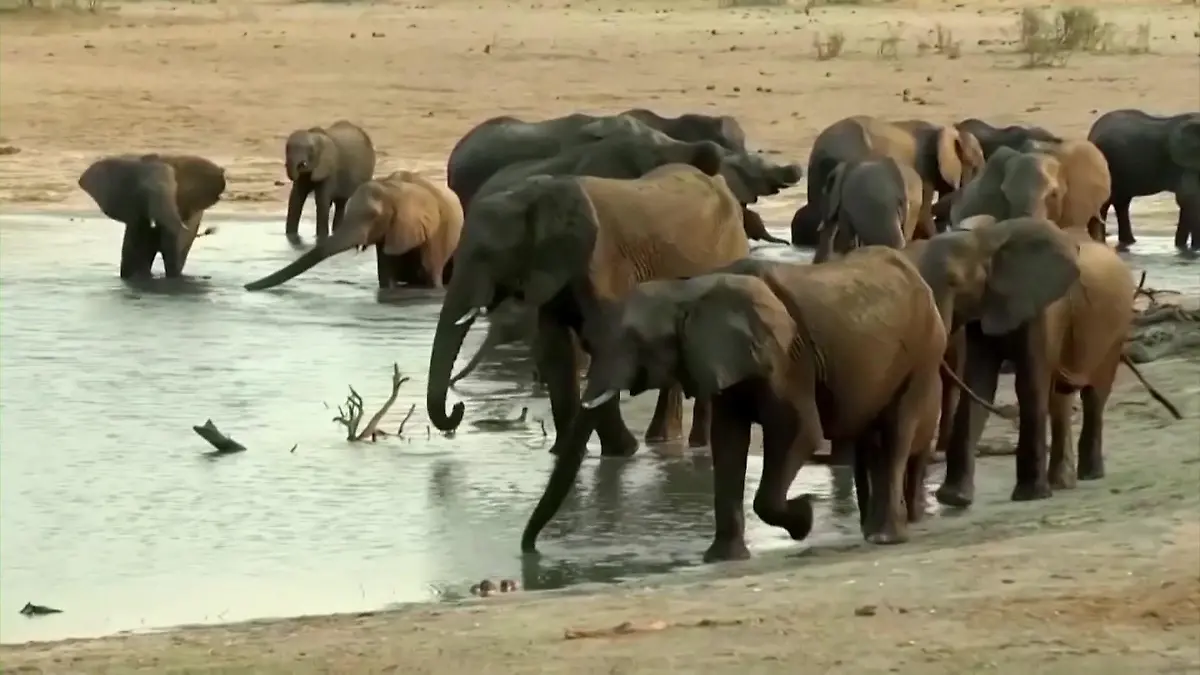 Botswana wil dat 20.000 Elefanten Weil Deutschland sie nicht lassen!