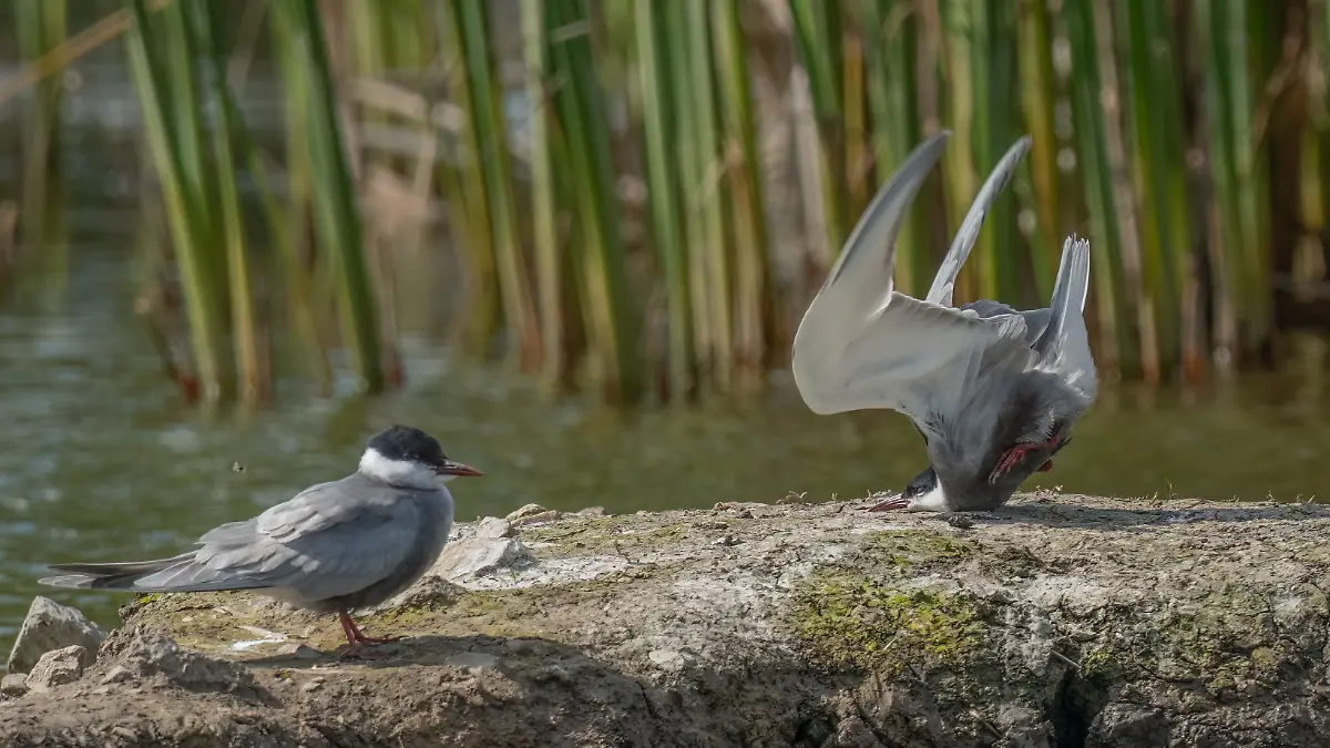 Weißbart-Seeschwalbe der 2024 Comedy Wildlife Photography Awards