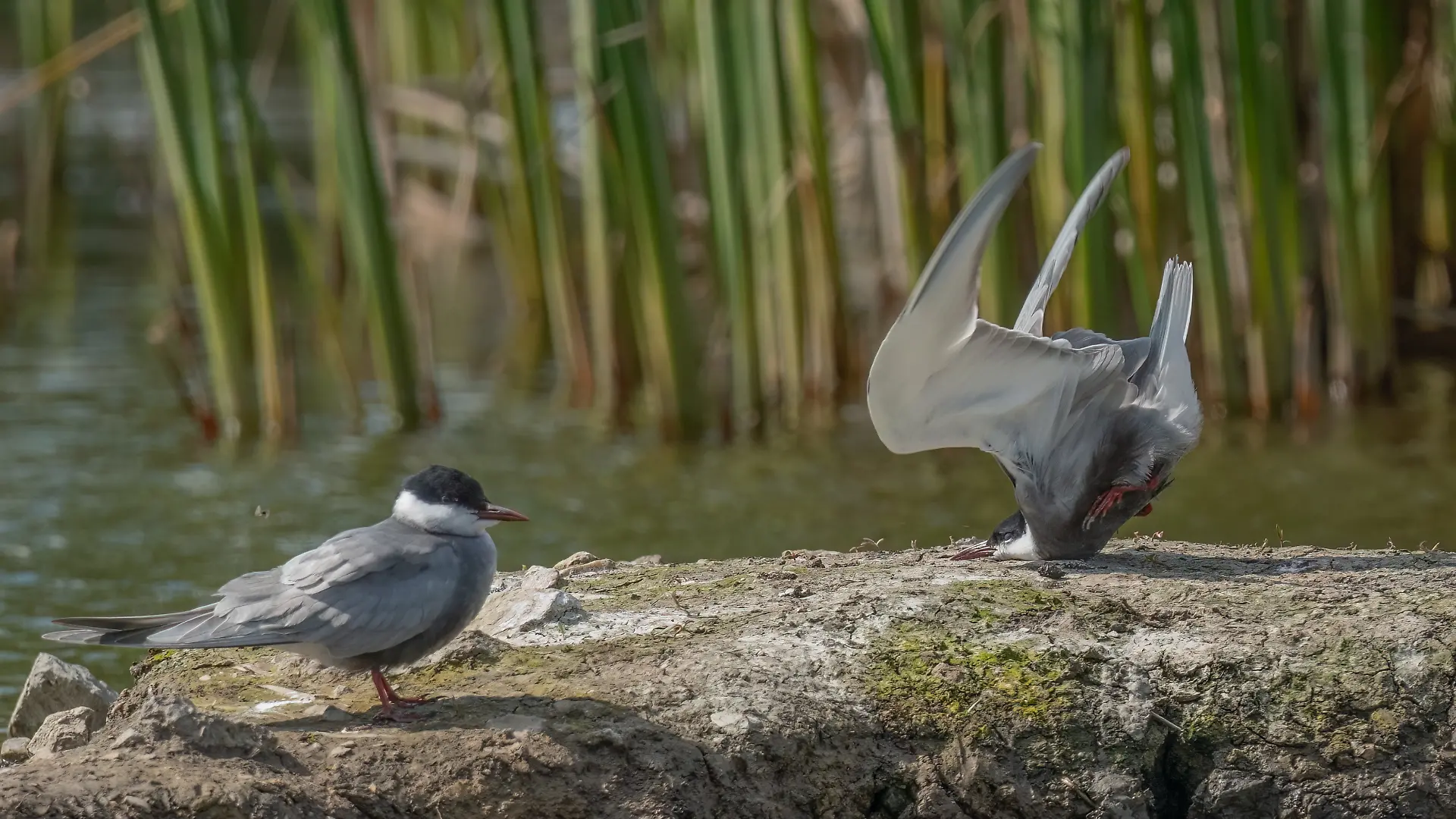 Weißbart-Seeschwalbe der 2024 Comedy Wildlife Photography Awards