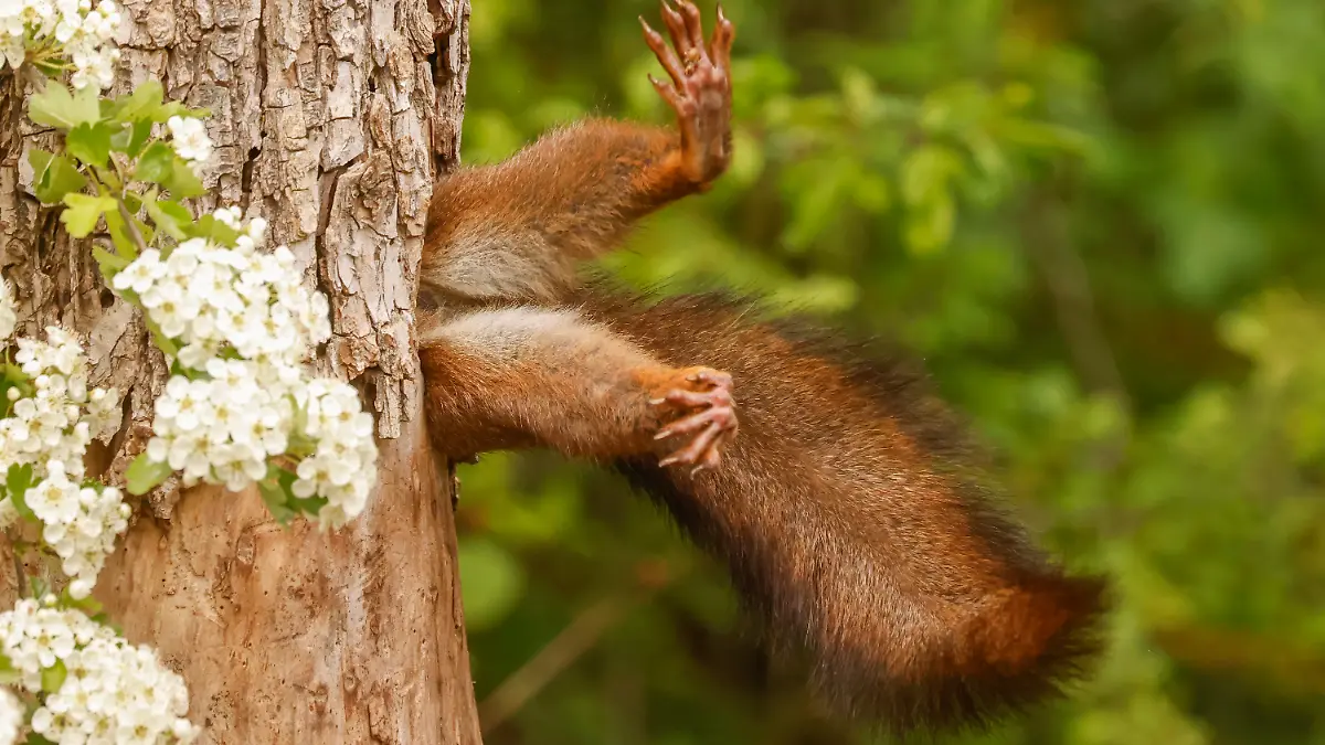 Für dieses Eichhörnchen läuft es mal so gar nicht!