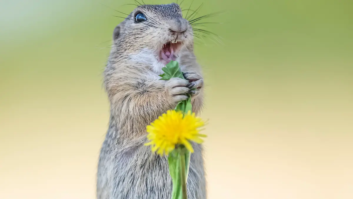 Ein singendes Ziesel! Habt ihr so etwas schon mal gesehen?