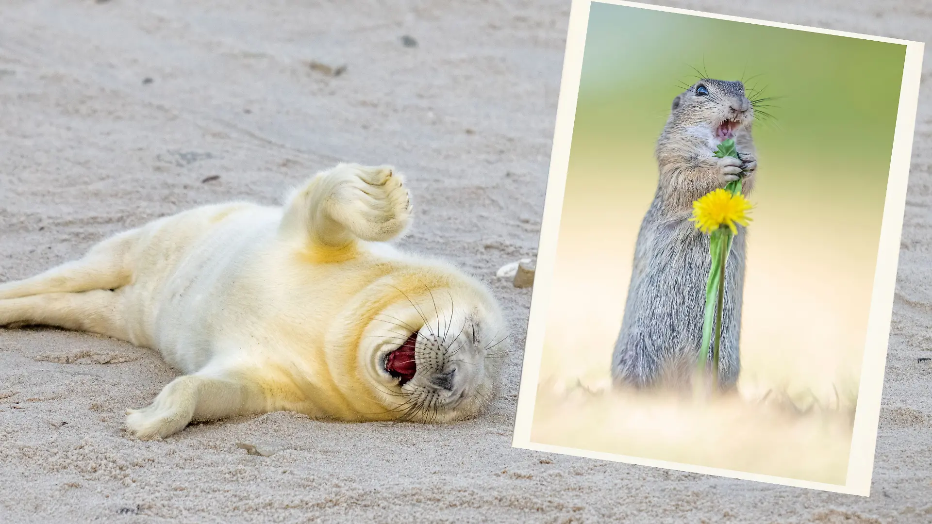 Votet jetzt für euren Finalisten des Comedy Wildlife Photography Awards 2024!