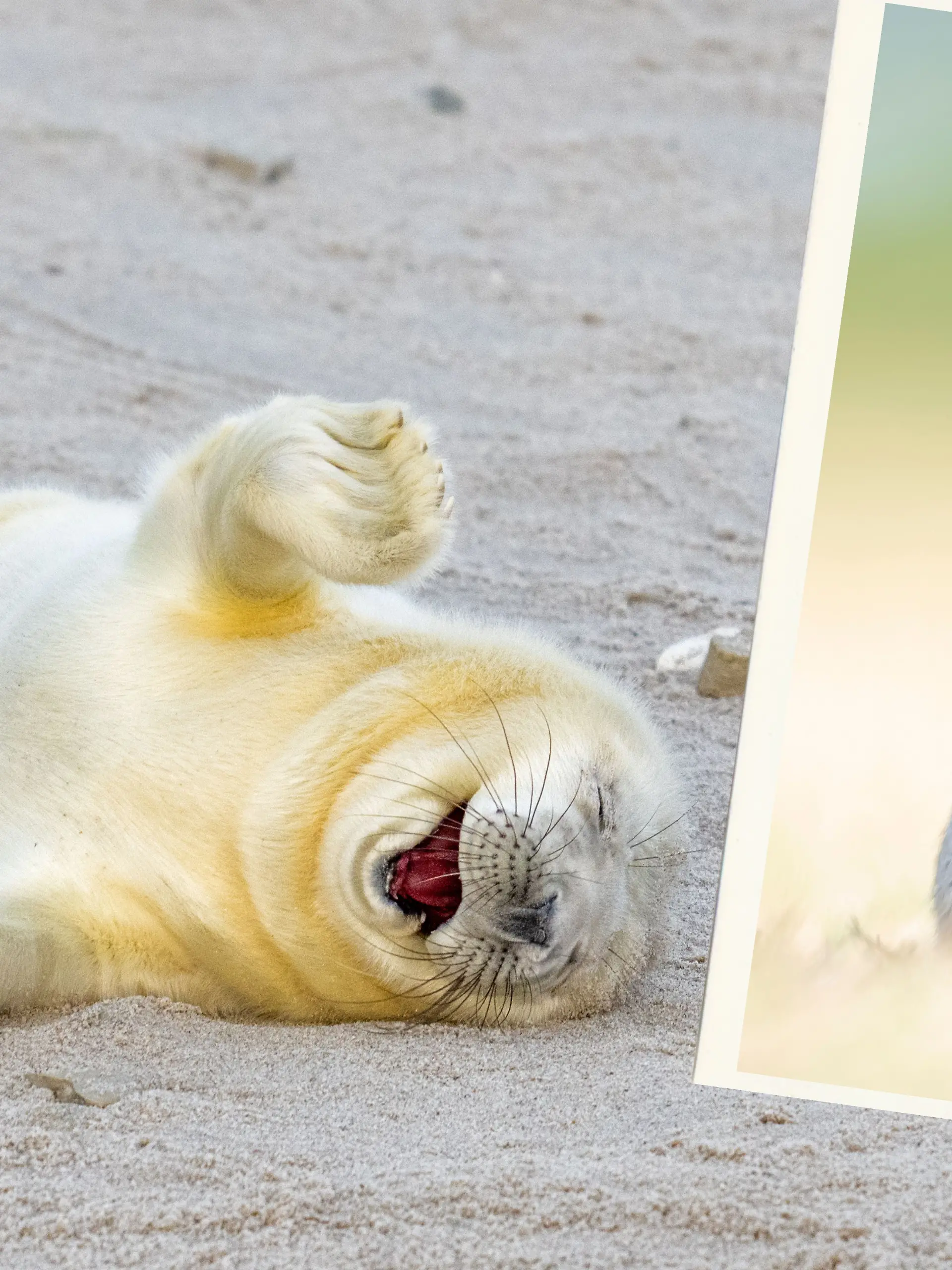 Votet jetzt für euren Finalisten des Comedy Wildlife Photography Awards 2024!