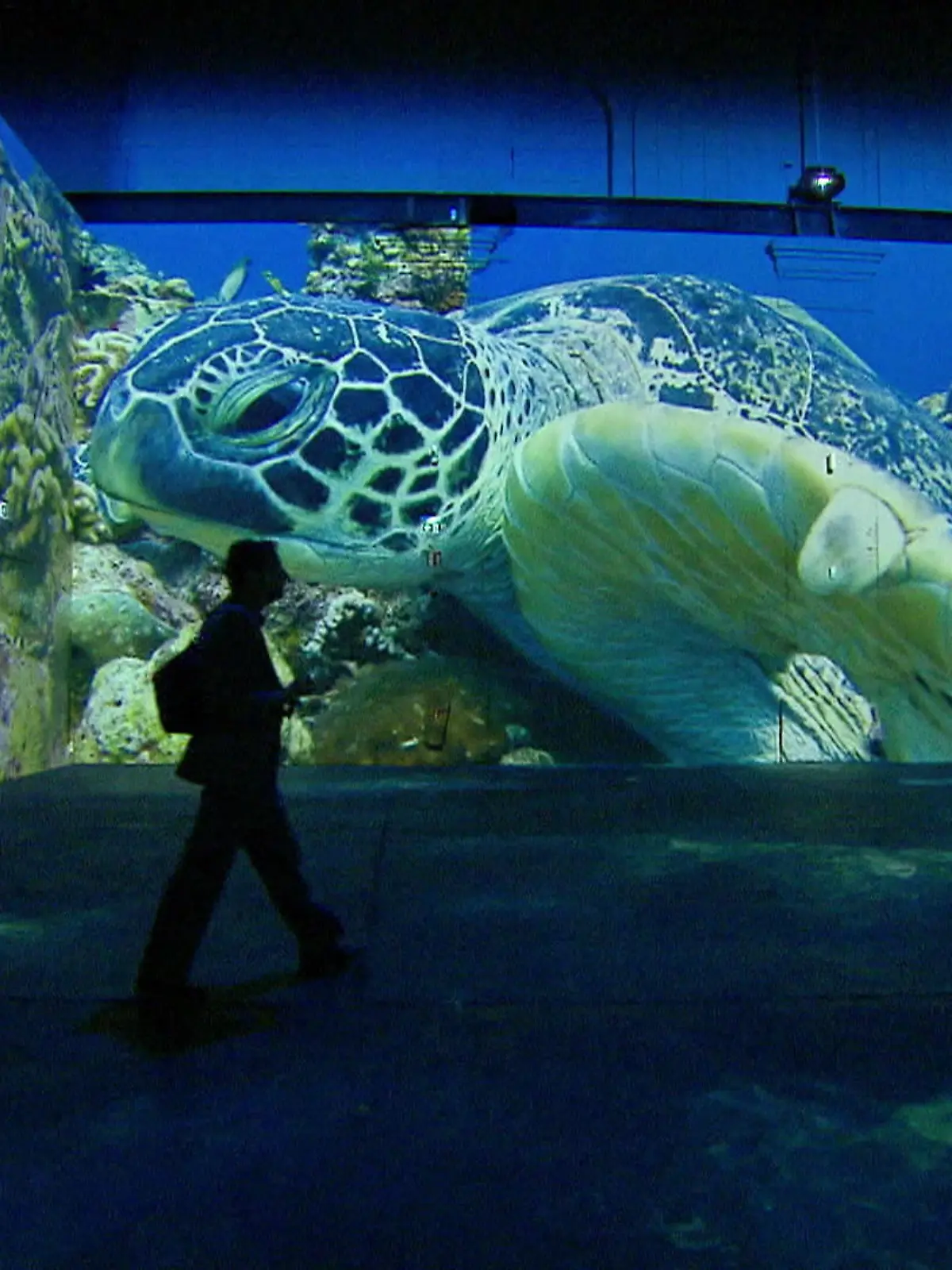 Bild zu: "Neue Ausstellung zur Unterwasserwelt"