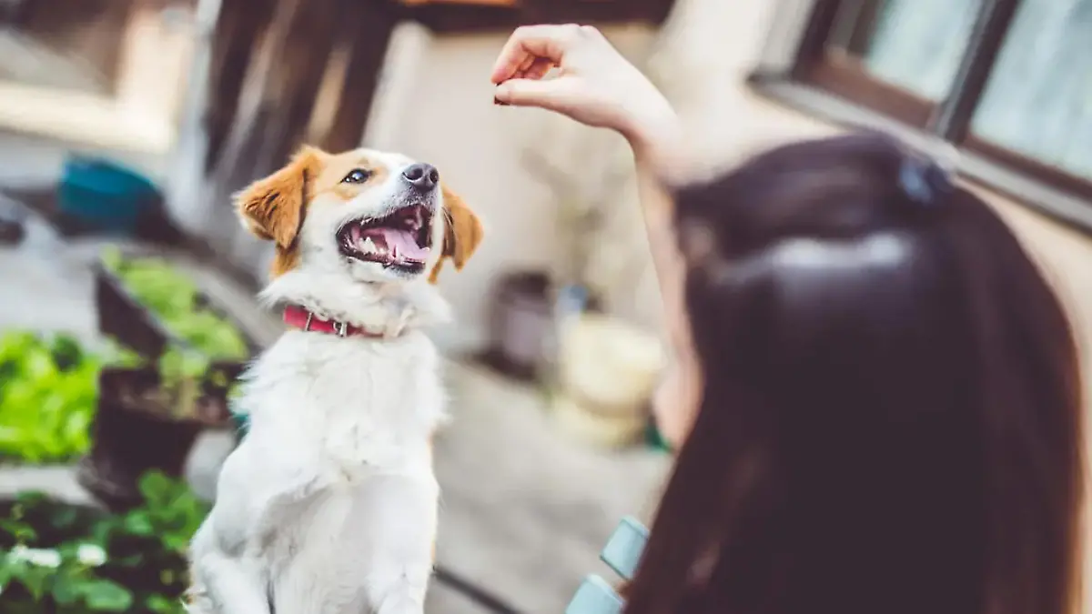 ALLE Hundeleckerli gevallen bij Stiftung Warentest door Knallhart-Urteil der Experten