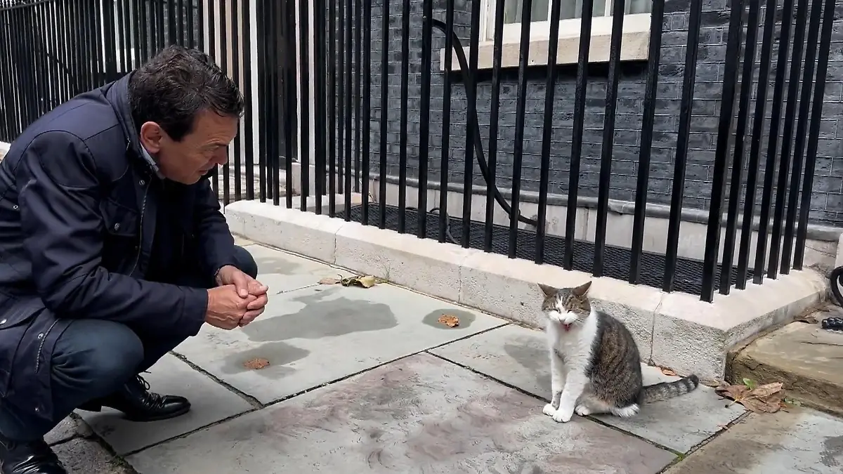 RTL kijkt naar Larry the Cat in Londen Wil je een vervolgfestijn?