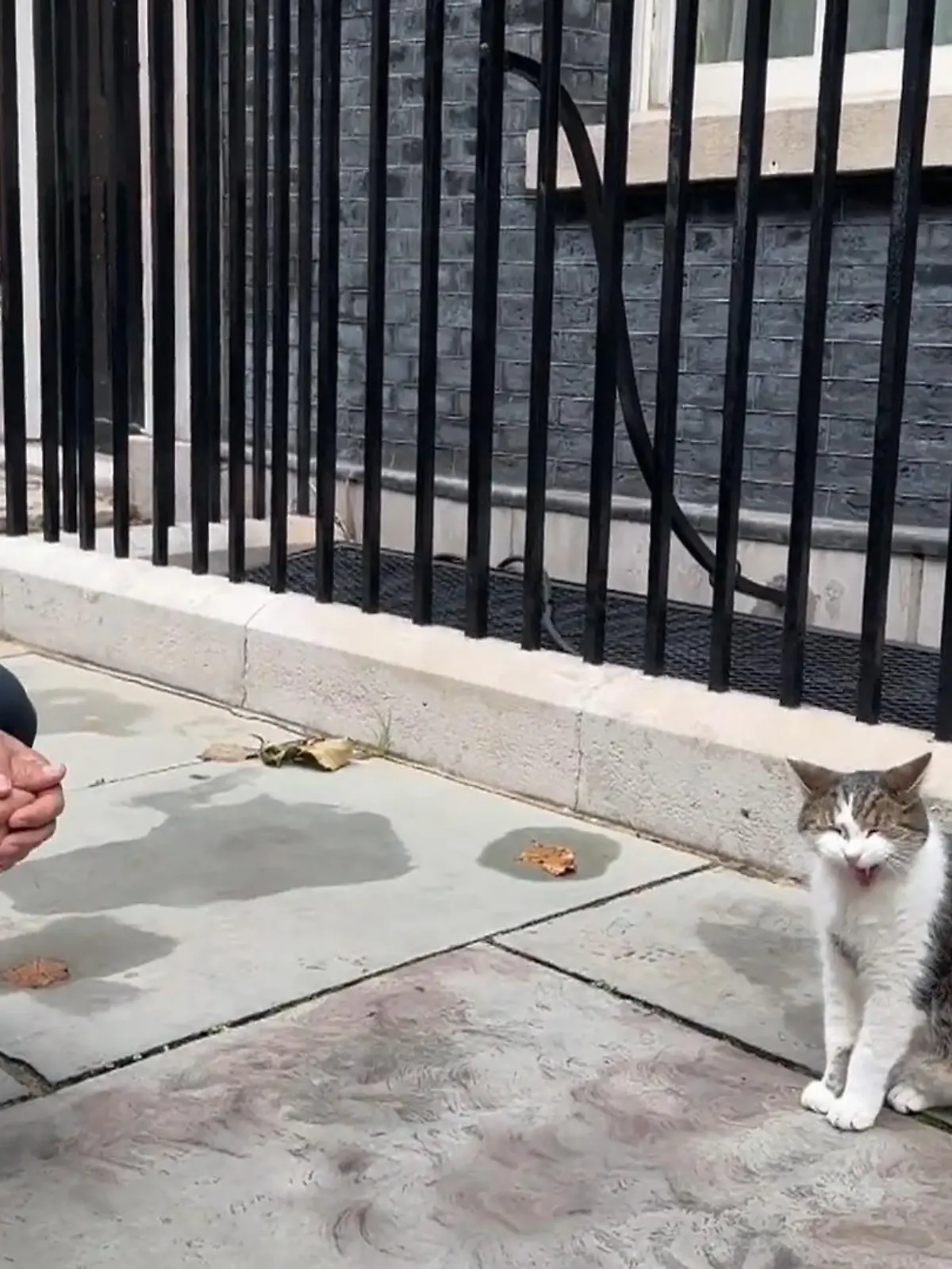 RTL besucht Larry the Cat in London