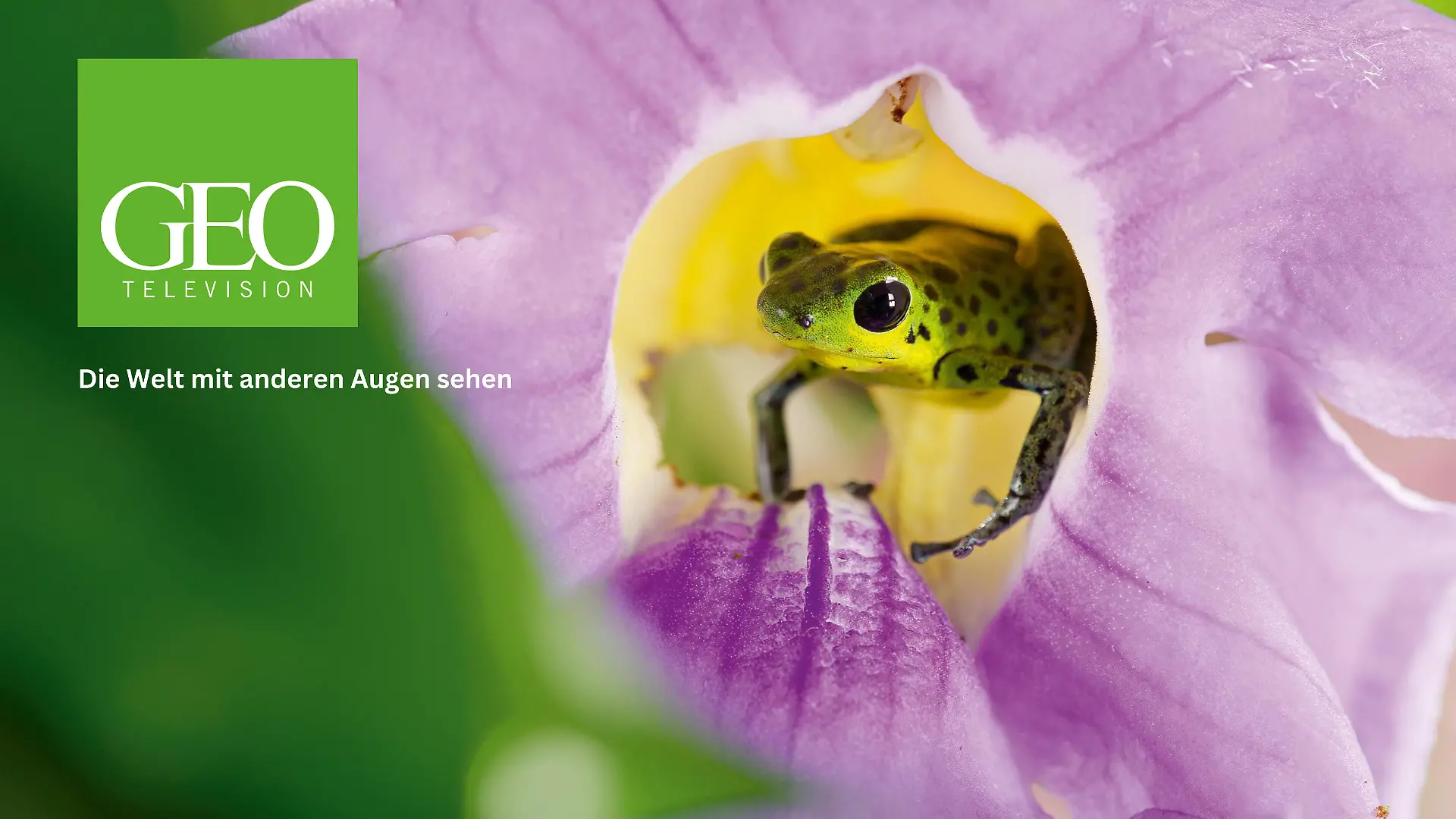 Die Welt mit anderen Augen sehen Highlight-Trailer
