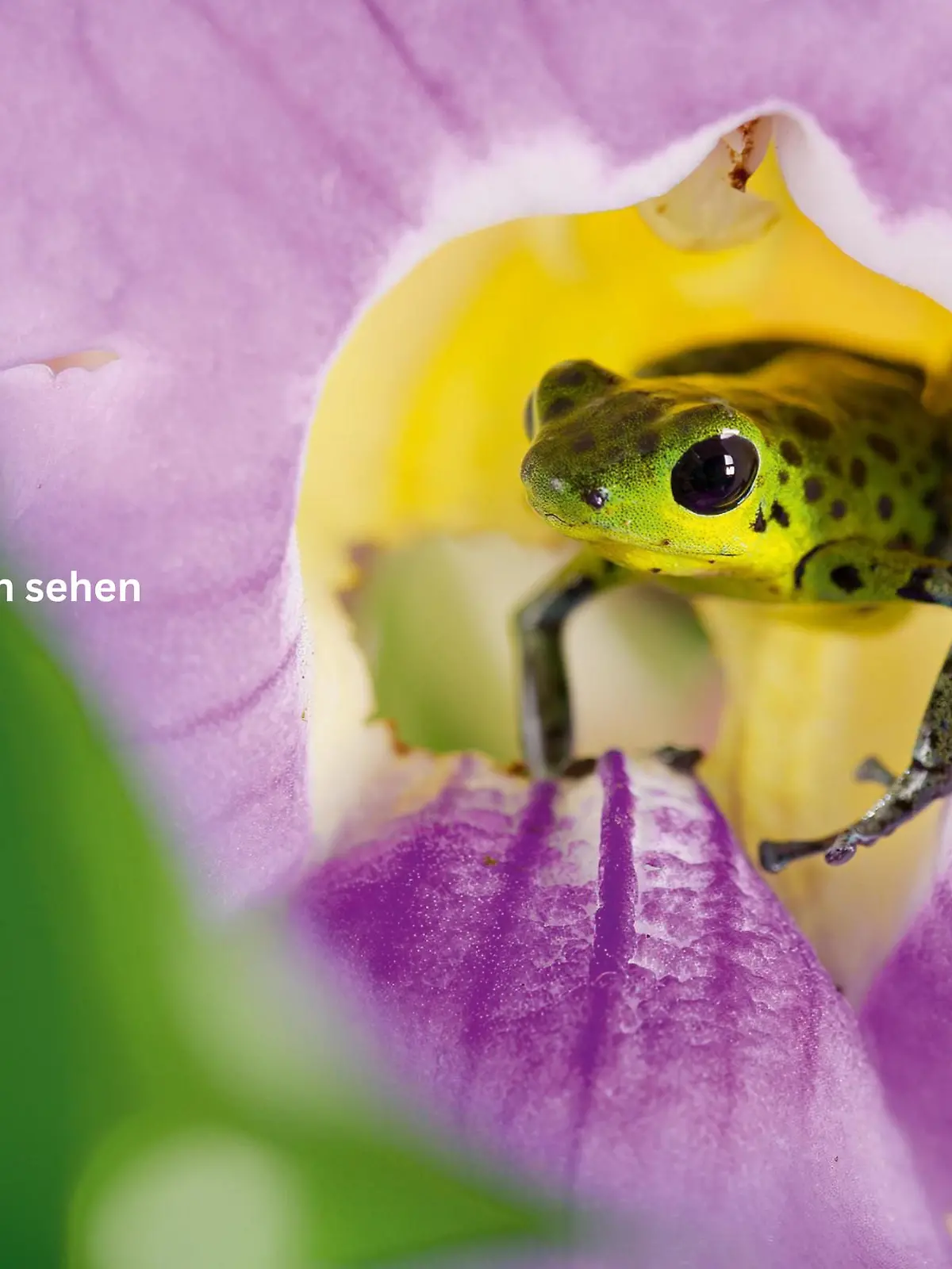 Bild zu: "Die Welt mit anderen Augen sehen"