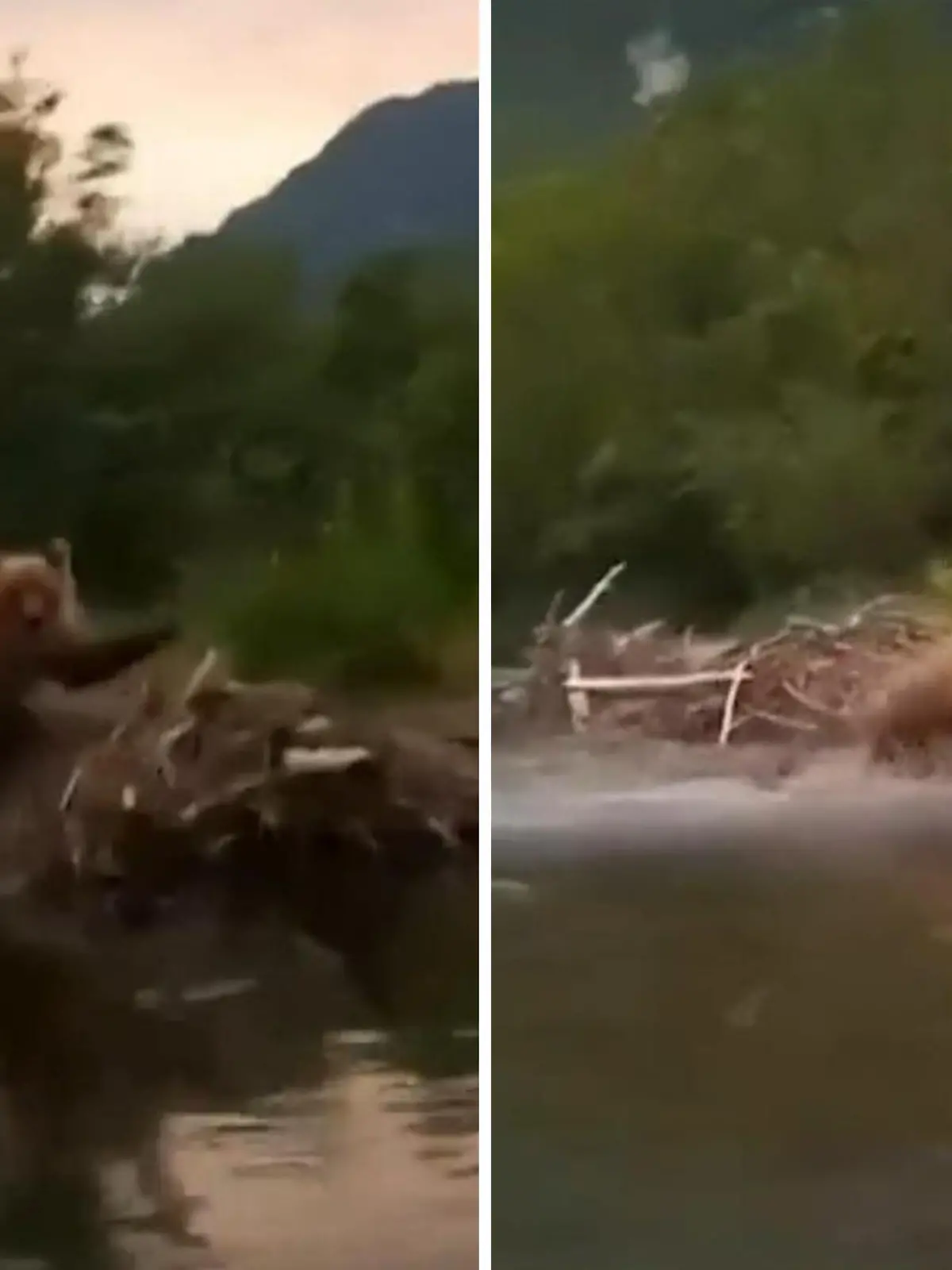 Das möchte man als Tourist in der freien Wildbahn vermutlich auf keinen Fall zu Gesicht kriegen! In der russischen Region Kamtschatka sind mehrere Menschen mit einem Boot auf einem Fluß unterwegs, als sie plötzlich von einem Bär verfolgt werden. Das Raubtier jagt dem Boot im Vollsprint hinterher, ehe es doch noch von seiner Beute ablässt. Die Gruppe kam somit glücklicherweise noch mit einem Schrecken davon. 