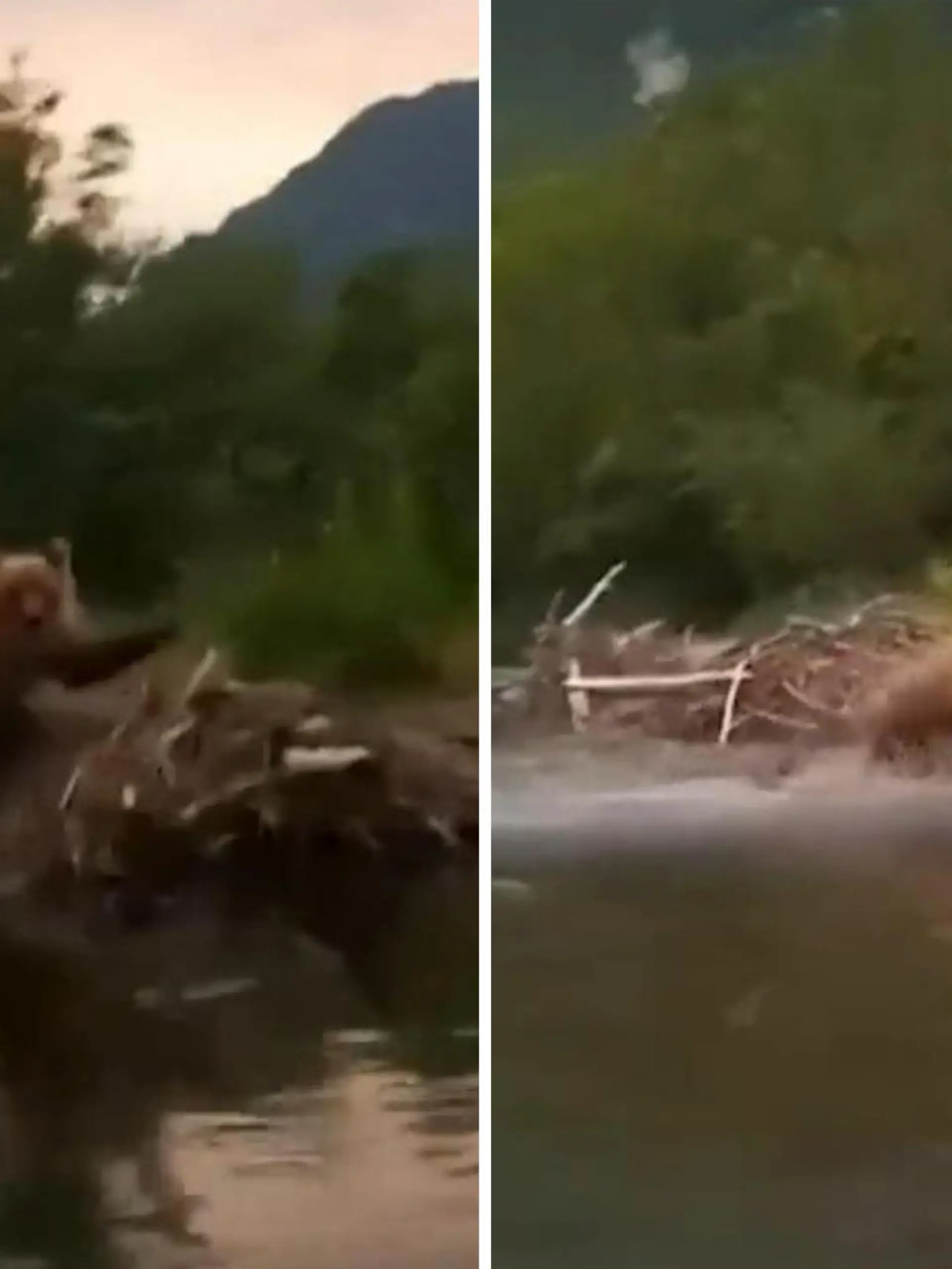 Das möchte man als Tourist in der freien Wildbahn vermutlich auf keinen Fall zu Gesicht kriegen! In der russischen Region Kamtschatka sind mehrere Menschen mit einem Boot auf einem Fluß unterwegs, als sie plötzlich von einem Bär verfolgt werden. Das Raubtier jagt dem Boot im Vollsprint hinterher, ehe es doch noch von seiner Beute ablässt. Die Gruppe kam somit glücklicherweise noch mit einem Schrecken davon. 