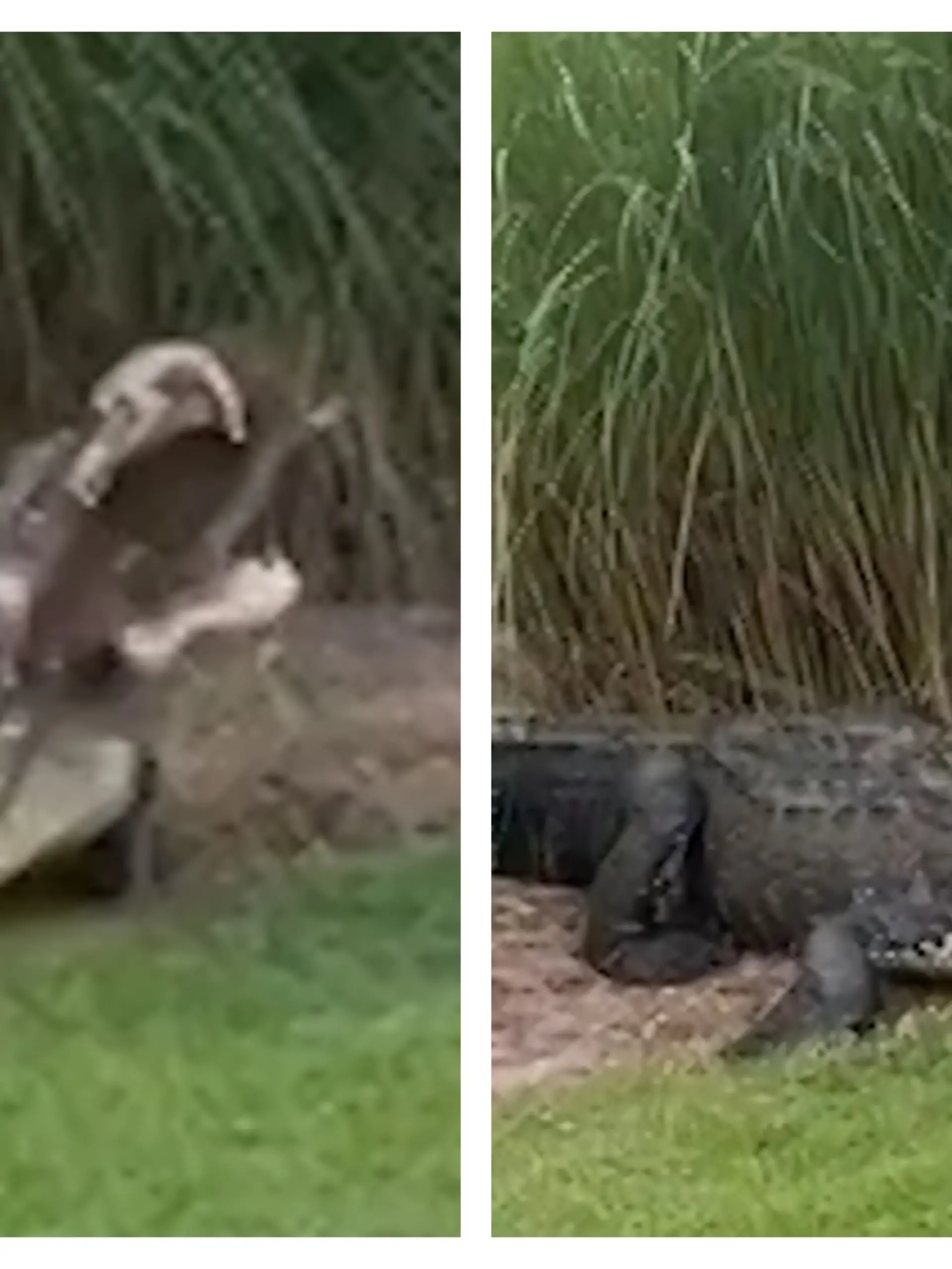 Alligator schockt Golfer - mit lebendiger Beute