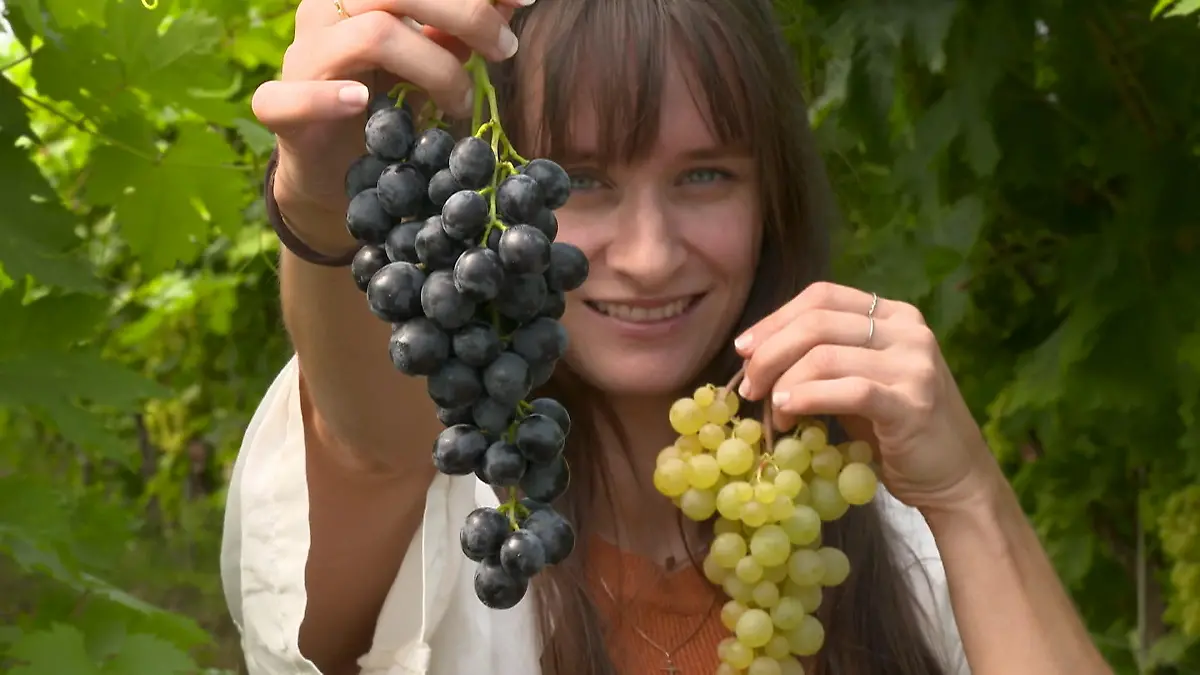 Hel of dunkle? Deze Weintrauben zijn sinds een tijdje een Alleskönner