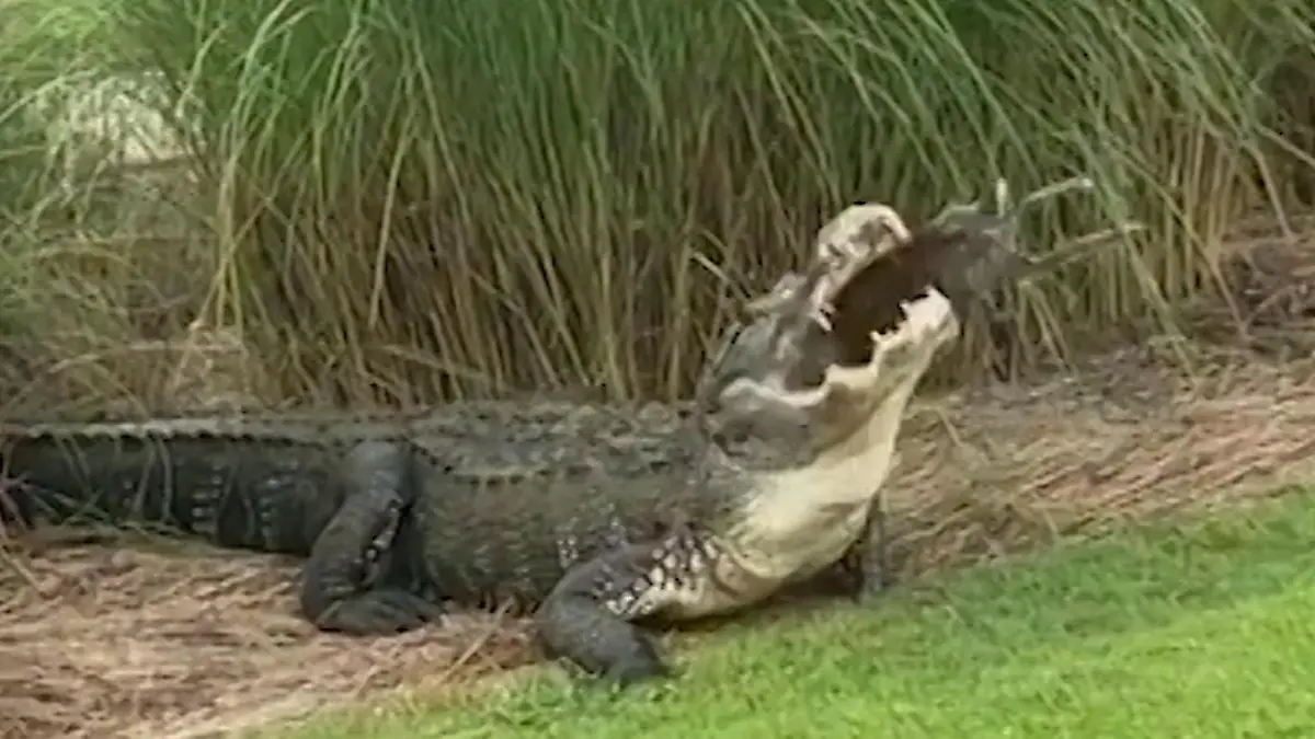 Alligator schokt Golfer - met een lang genoeg leven