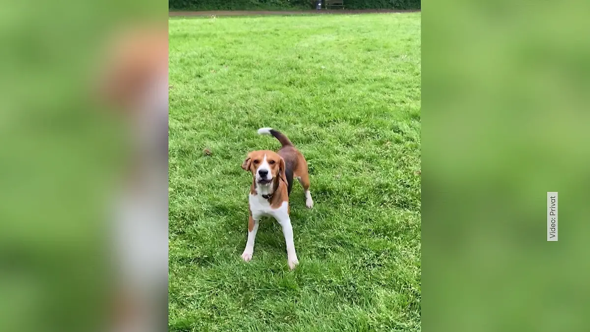 Pablo ist wieder da! Nach zwei Wochen ist der süße Hund wieder aufgetaucht