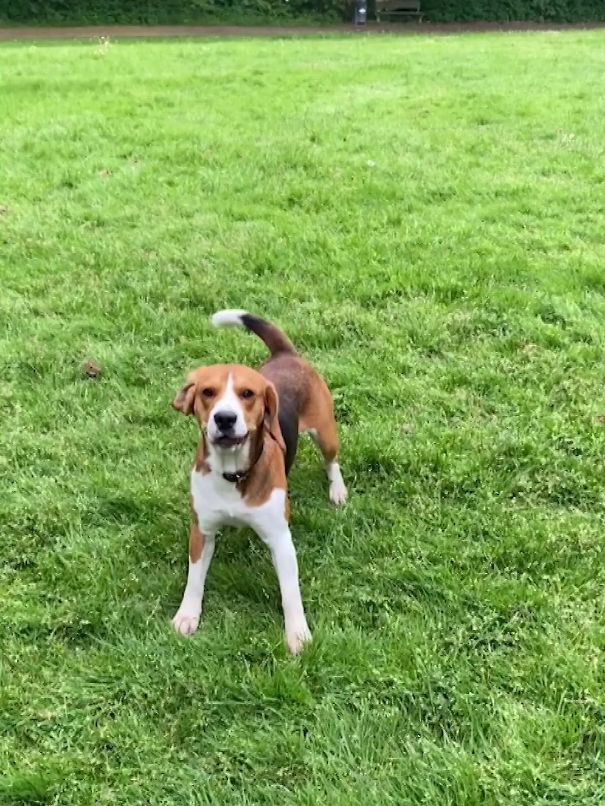 Pablo ist wieder da! Nach zwei Wochen ist der süße Hund wieder aufgetaucht