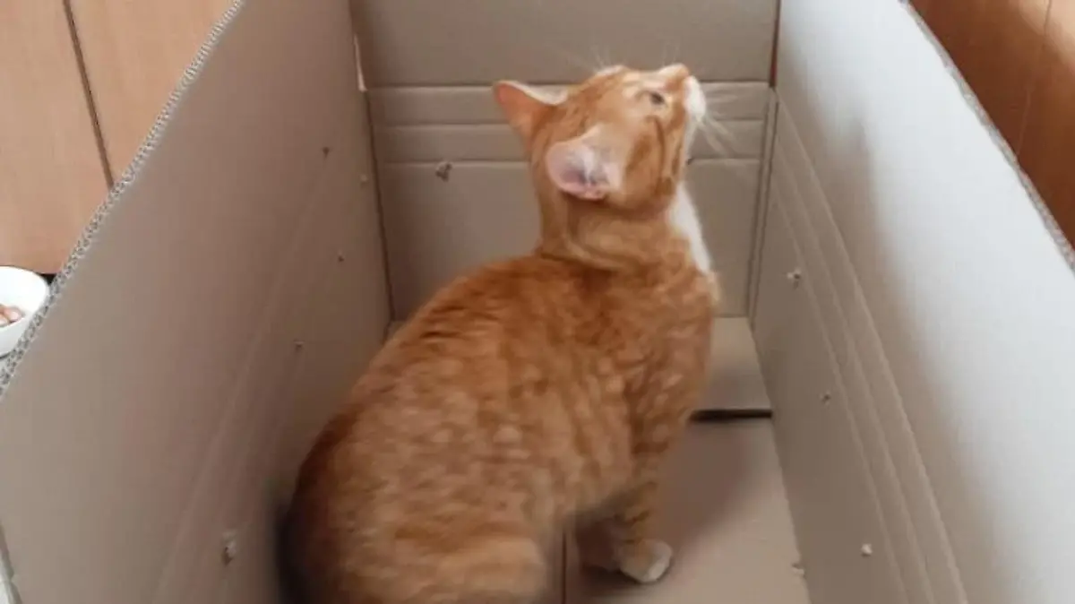 Katze Sanny im Karton