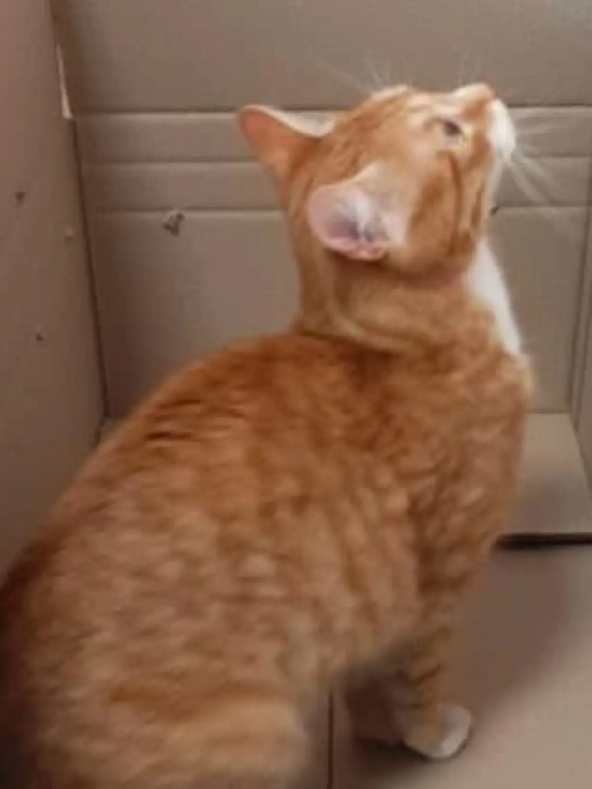 Katze Sanny im Karton