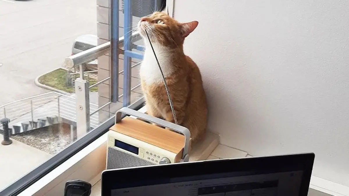 Katze Sanny im Büro von Brian von ATP Autoteile.