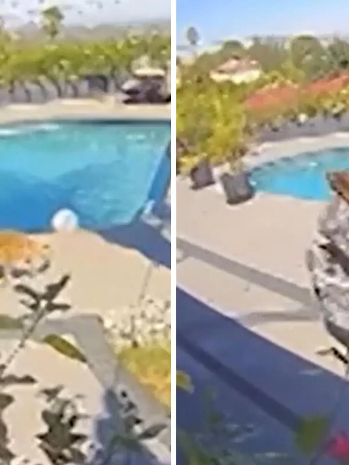 Bild zu: "Hungriger Eindringling! Kojote schnappt sich ihren geliebten Hund"