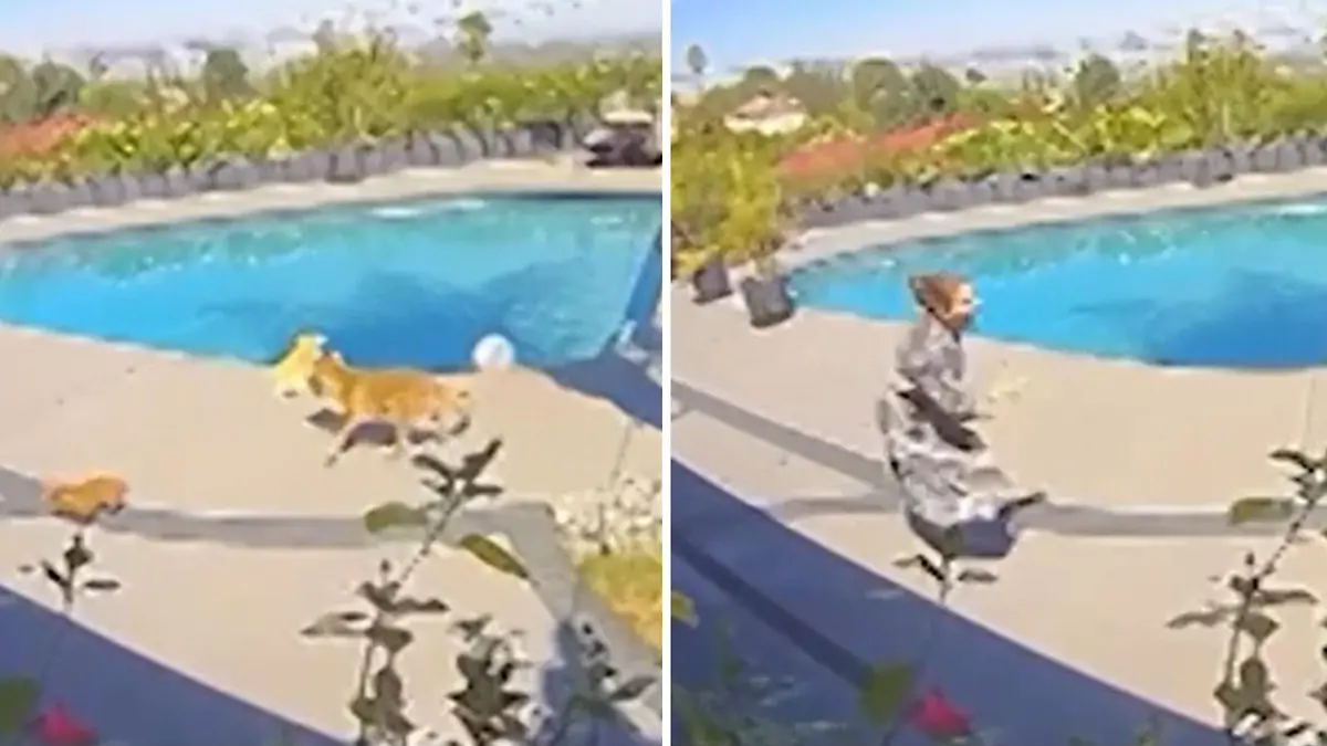 Honger Eindringling! Kojote schnappt sich geliebten Hund Frauchen unter Schock