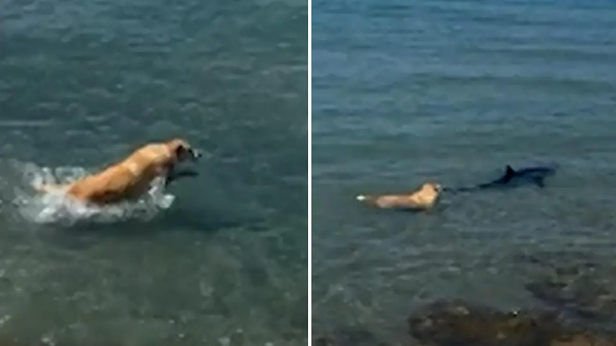 Er is geen Spielgefährte! Hund jacht Hai achter de Seine Neugierde leeft het leven!